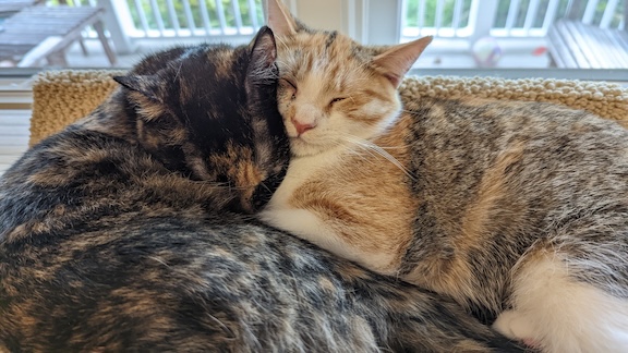 Photo of siblings with pets